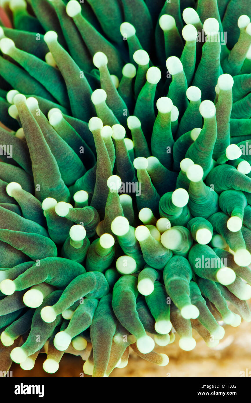 Torcia coral (Euphylia glabrescens). Noto anche come Pom-Pom Coral, Tromba Coral, Uva Corallo, whisker di corallo, Ancoraggio di ramificazione di corallo, martello di ramificazione C Foto Stock