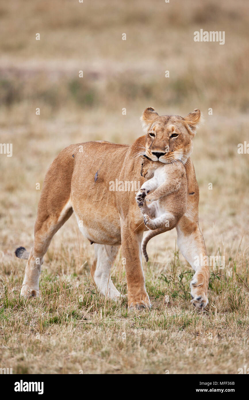 Leonessa portando cub (Panthera leo). Una leonessa si sposta frequentemente giovani cubs al fine di evitare un accumulo di profumo. Questo è per proteggere i loro f Foto Stock
