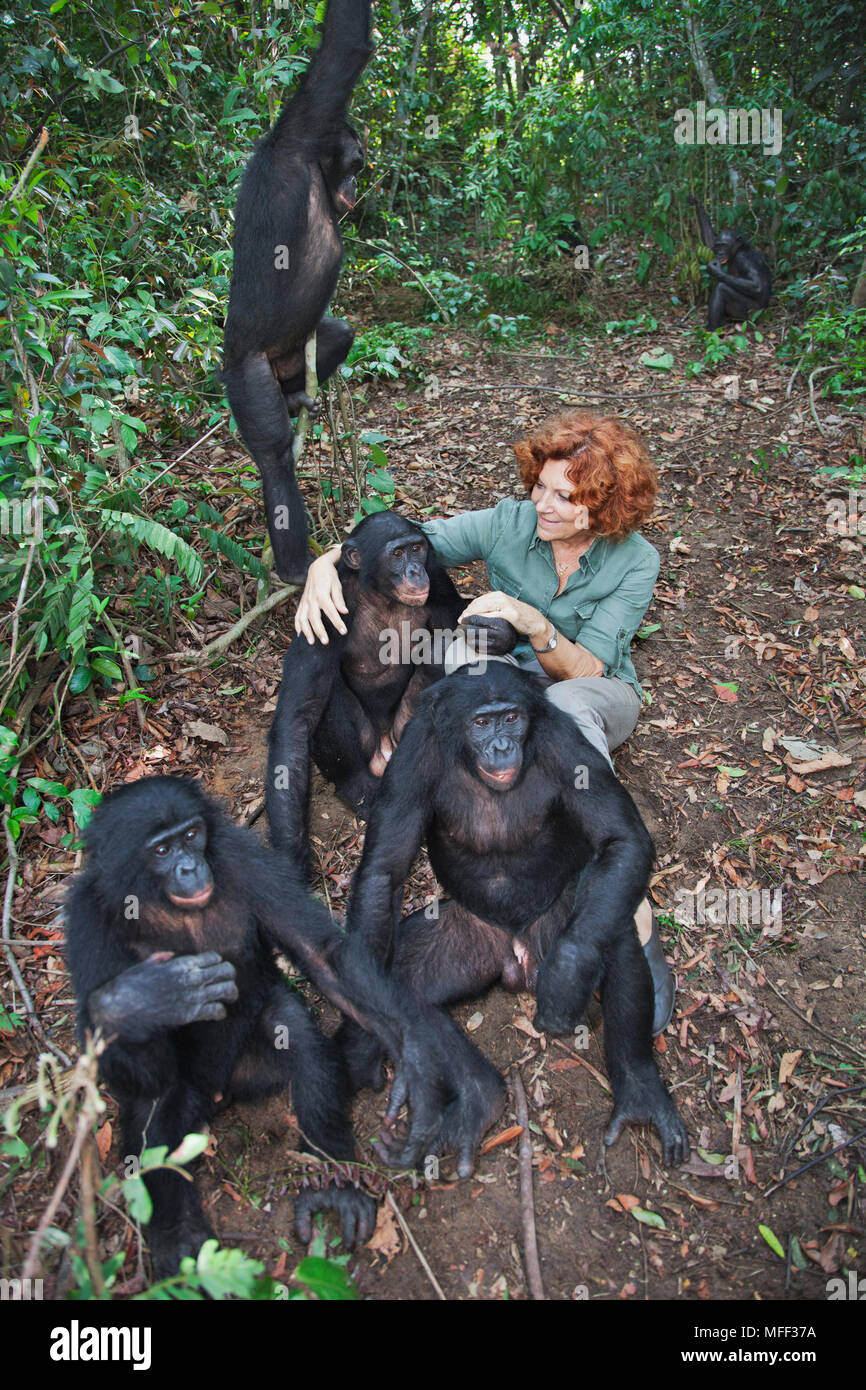 Claudine Andre con Bonobos (Pan paniscus) Fondatore del Santuario Lola Ya Bonobo di scimpanzé. Repubblica democratica del Congo. Foto Stock