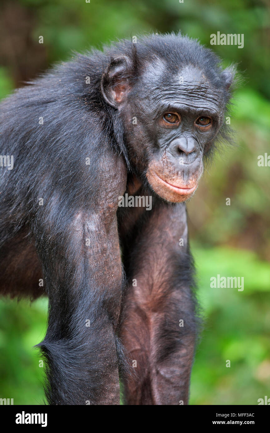 Bonobo/scimpanzé pigmeo (Pan paniscus) adulto ritratto, Santuario Lola Ya Bonobo scimpanzé, Repubblica Democratica del Congo. Captive Foto Stock