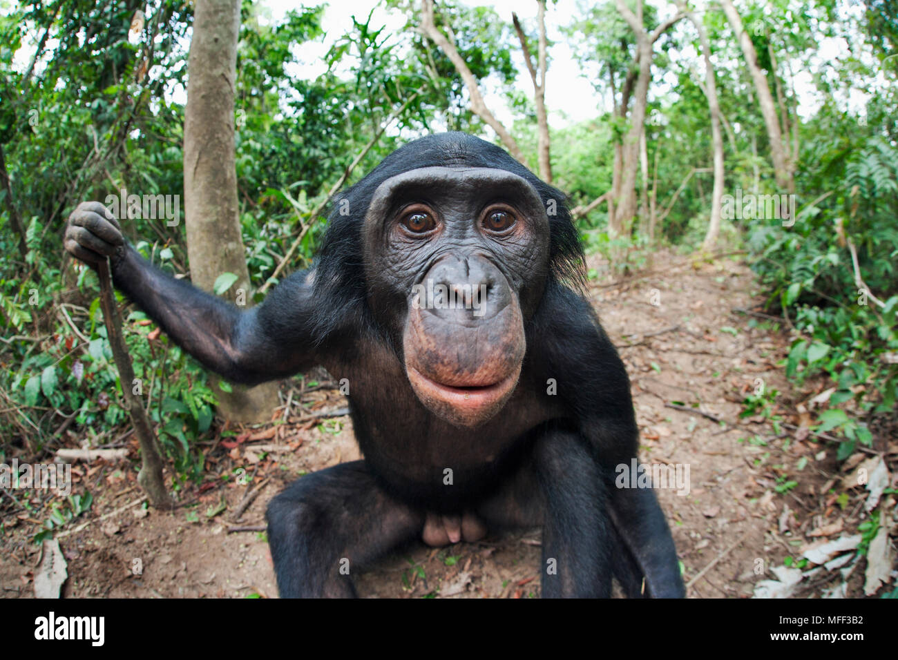 Bonobo/scimpanzé pigmeo (Pan paniscus) un ampio angolo di visione di adulto, Santuario Lola Ya Bonobo scimpanzé, Repubblica Democratica del Congo. Captive Foto Stock