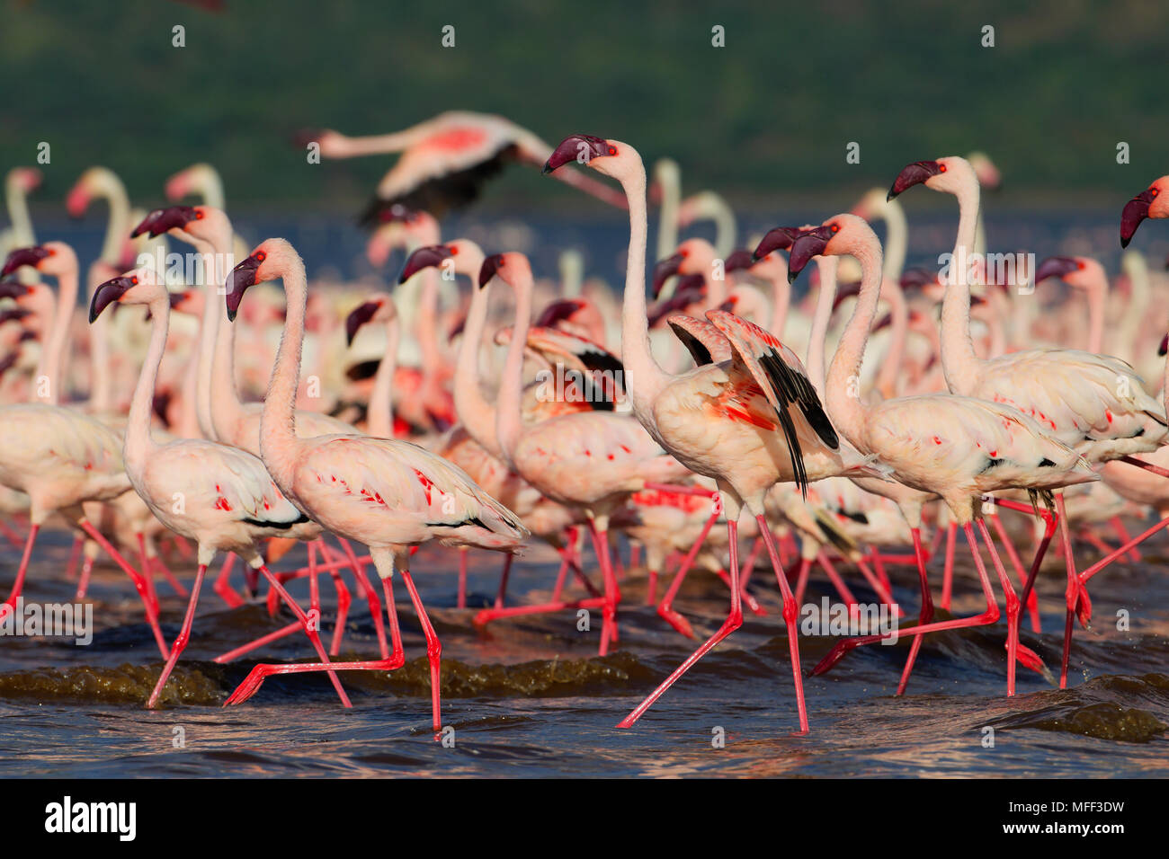 Lesser Flamingo (Phoenicopterus minor ) presso il lago Bogoria che risiede in una regione vulcanica a sud del lago Baringo. La Rift Valley. Kenya. Foto Stock