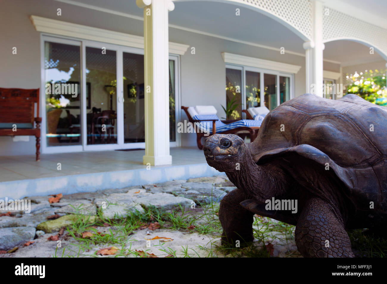 La tartaruga gigante (Geochelone gigantea). Le specie vulnerabili. Seychelles Isola di Cousin. Dist. isole Seychelles.(Proprietà rilasciato) Foto Stock