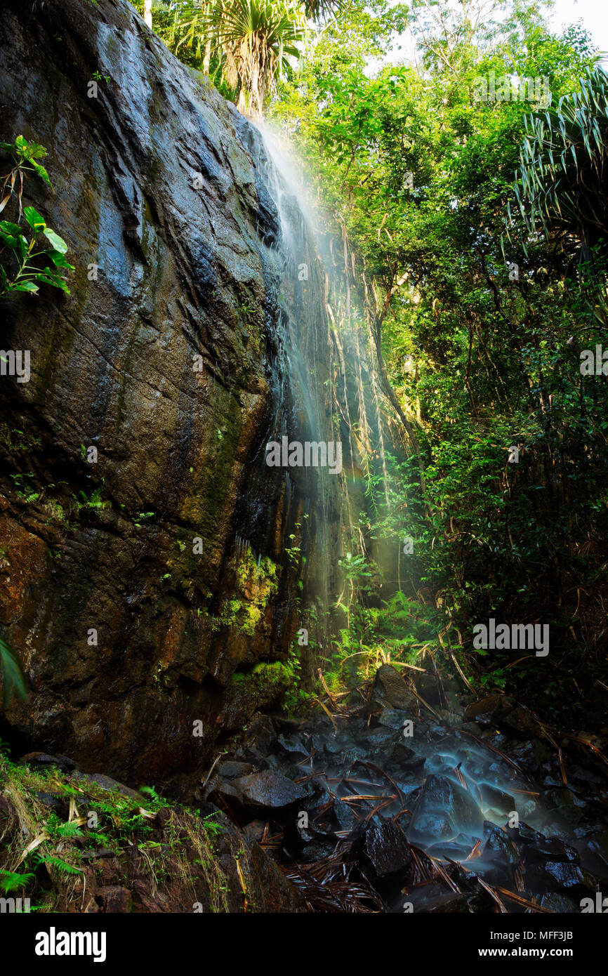 Cascata, Valle"e de Mai foresta di palme, parco nazionale di Praslin, Seicelle Foto Stock