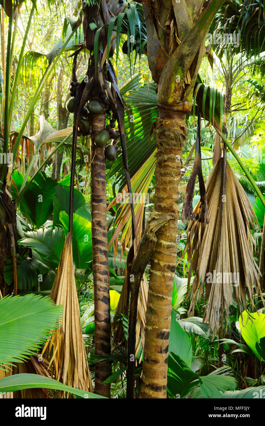Il Coco de Mer palm (Lodoicea maldivica) endemica delle isole di Praslin e Curieuse nelle Seychelles. Foto Stock