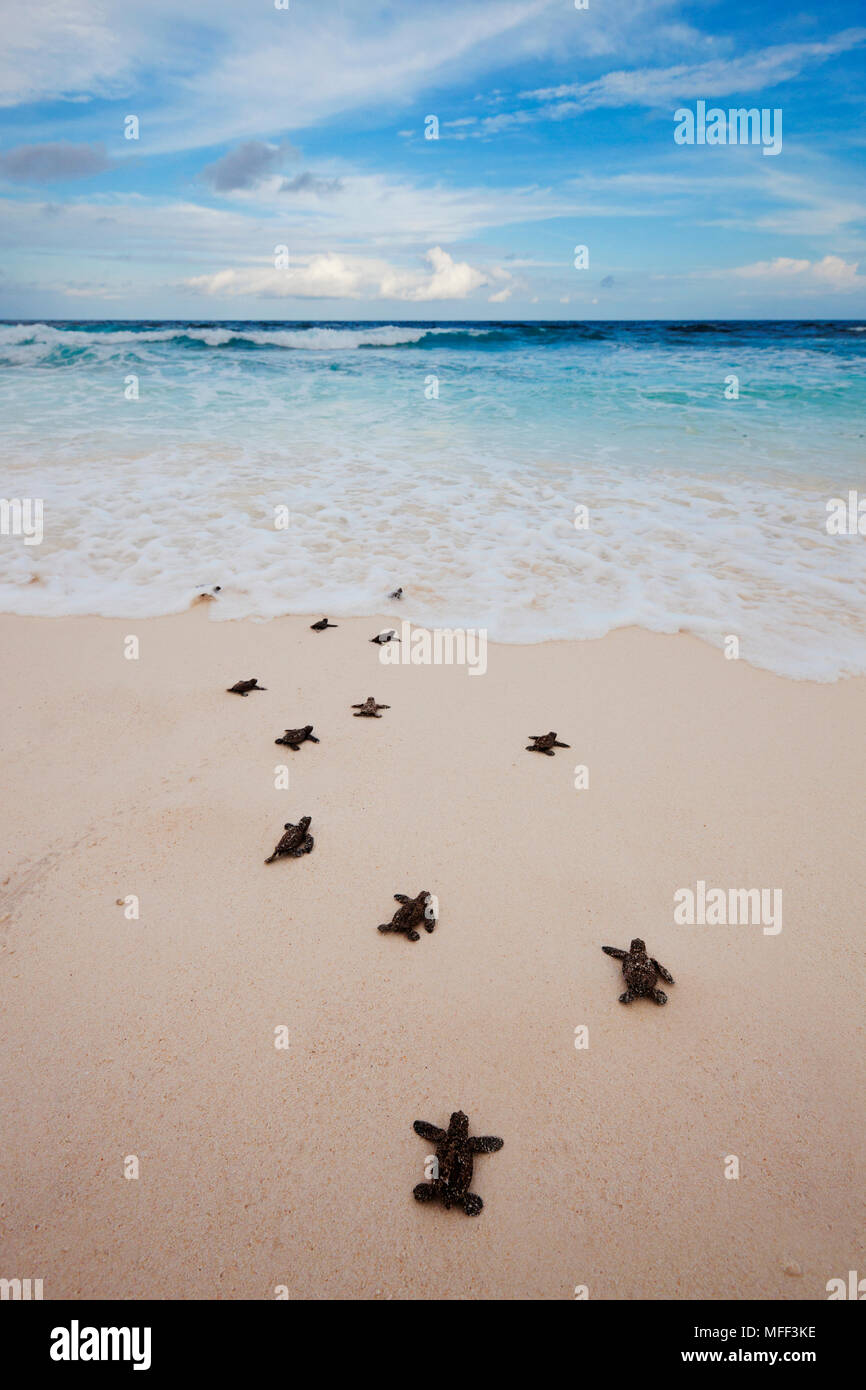 Tartaruga embricata (Eretmochelys imbricata). Neonati voce spiaggia giù al mare. Specie in via di estinzione. Cousine Island. Le Seychelles. Dist. a tropicale Foto Stock