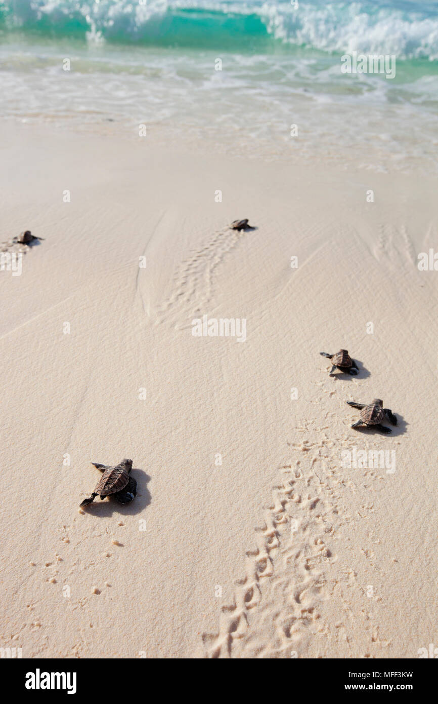Tartaruga embricata neonati. (Eretmochelys imbricata). Neonati voce spiaggia giù al mare. Specie in via di estinzione. Cousine Island. Le Seychelles. Dist Foto Stock