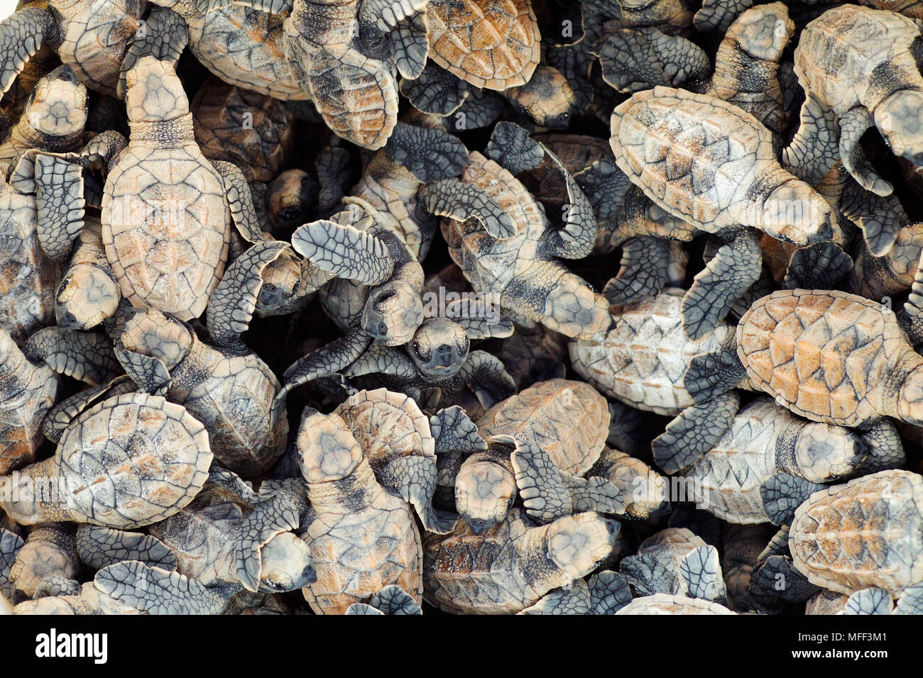 Massa di tartaruga embricata neonati. (Eretmochelys imbricata). Specie in via di estinzione. Cousine Island. Le Seychelles. Dist. tropicale e subtropicale degli oceani Foto Stock