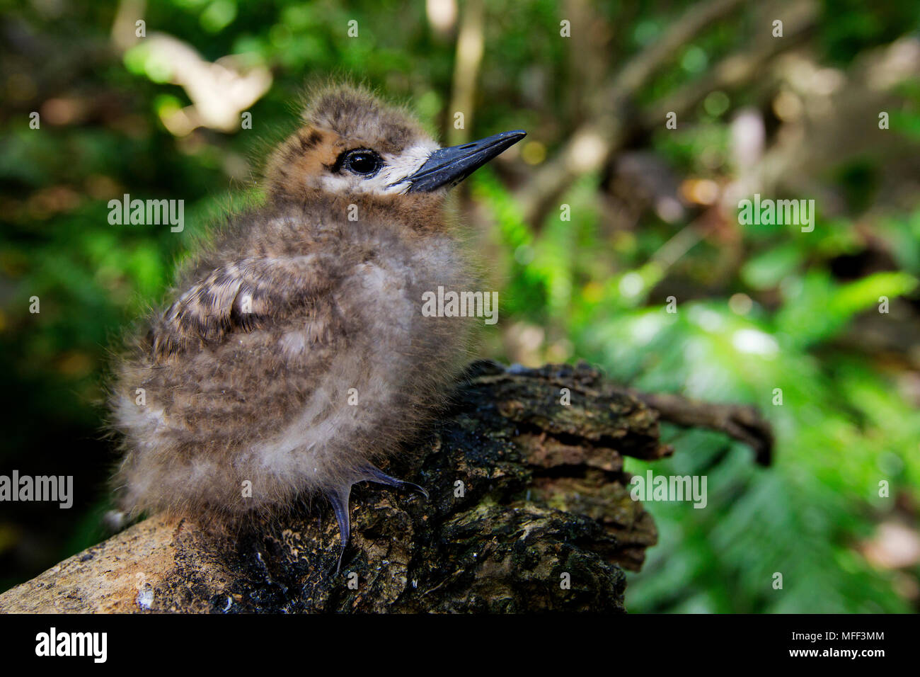 Bianco/Fairy Tern (Gygis alba) giovani pulcino, Seicelle. Foto Stock
