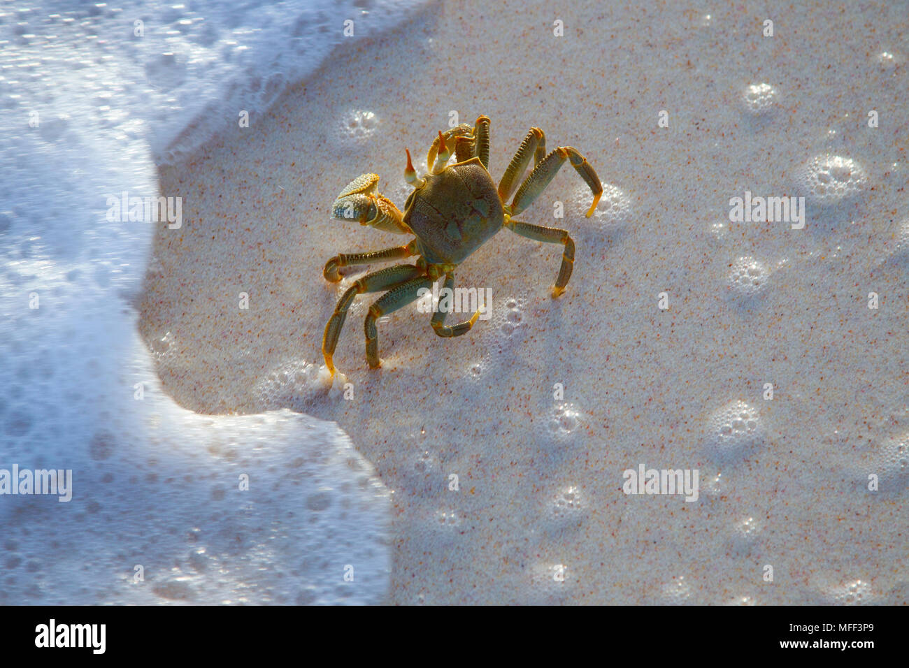Cornuto Granchi fantasma (Ocypode ceratopthalnus) sulla riva del mare. Cousine Island.Seychelles.Dist. Isole tropicali e gli oceani di tutto il mondo. Foto Stock