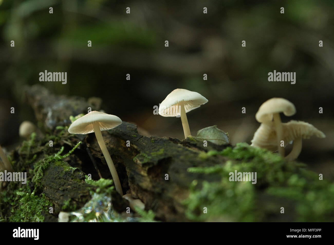 Tre i funghi in un tronco di albero con moss Foto Stock