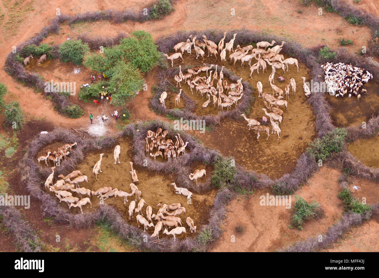 Vista aerea di cammelli di proprietà di Rendille persone nel nord del Kenya Foto Stock