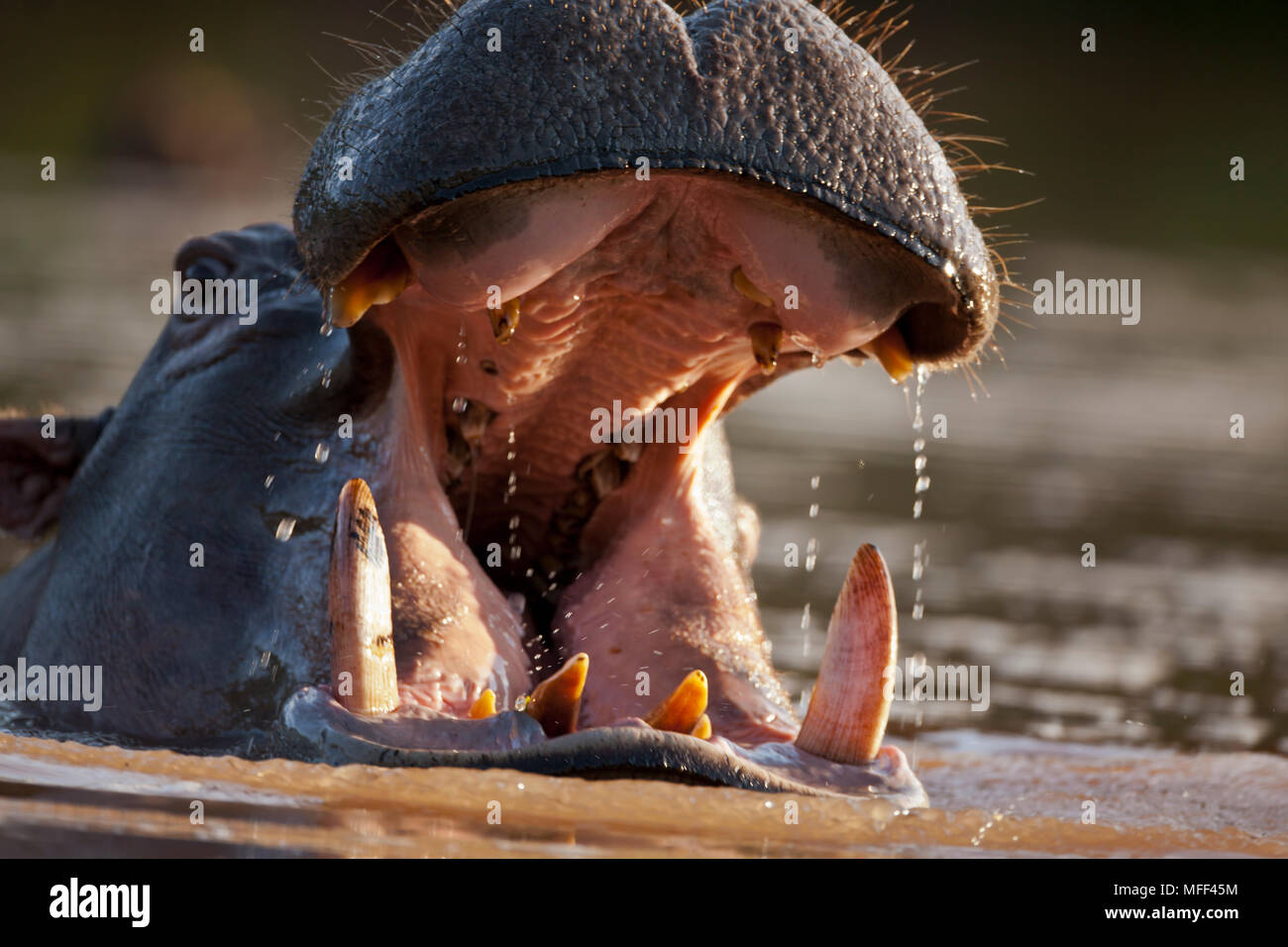 Ippopotamo (Hippopotamus amphibius) con bocca aperta in aggressiva postura di avvertimento, Sud Africa. Foto Stock