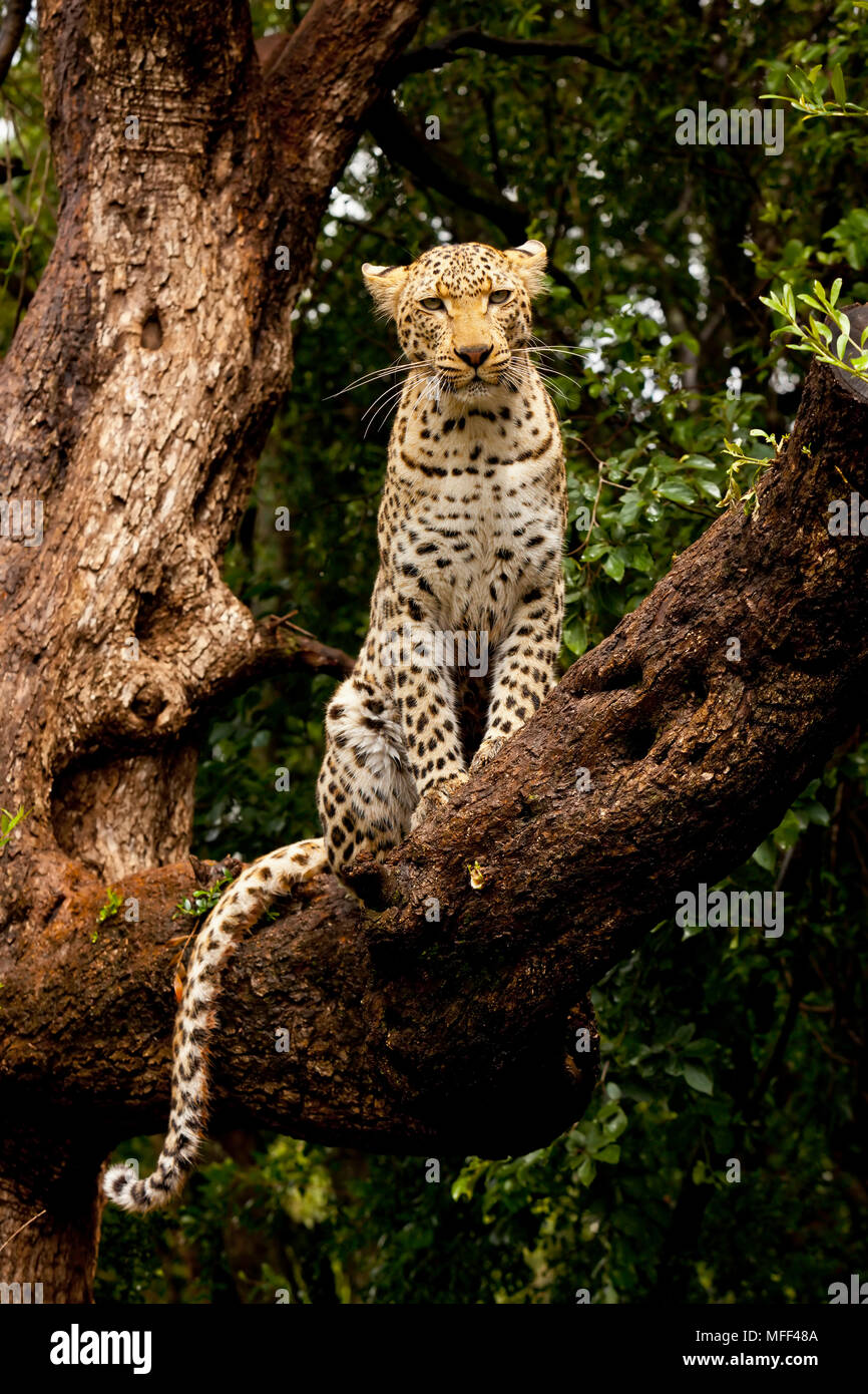 Il Leopard è il più grande dei gatti chiazzato in Africa. Leopardi sono solitari animali notturni che sono principalmente essenze arboree. Essi sono raggiunti tree Foto Stock