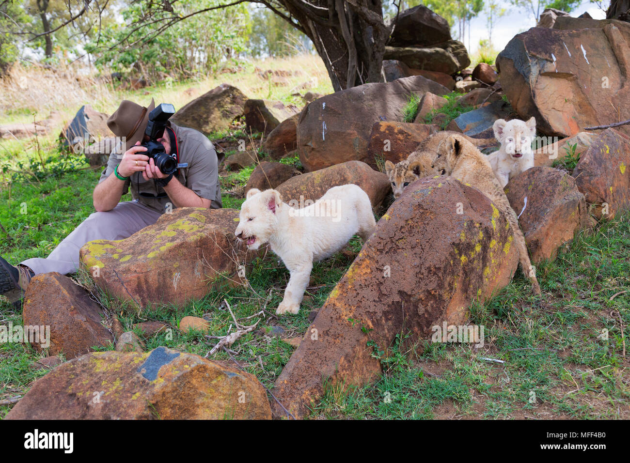 Uomo di fotografare lion cubs, Sud Africa. Modello rilasciato Foto Stock
