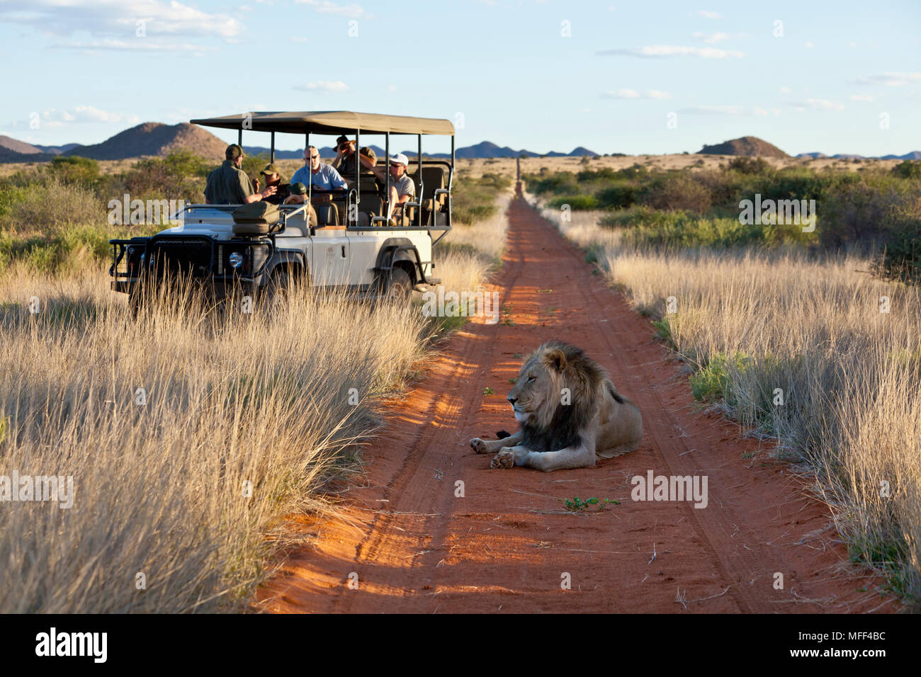 I turisti in un gioco di guidare il veicolo guardando un maschio di leone giacente la strada nel Kalahari. Sud Africa Foto Stock