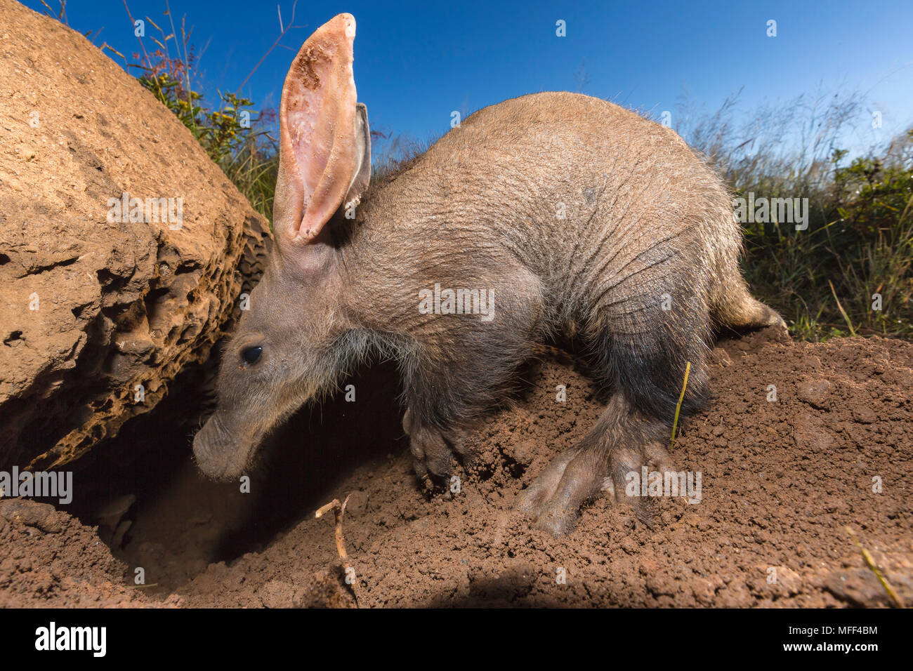 Giovani Aardvark (Orycteropus afer) cercando di formiche e termiti. Namibia Foto Stock
