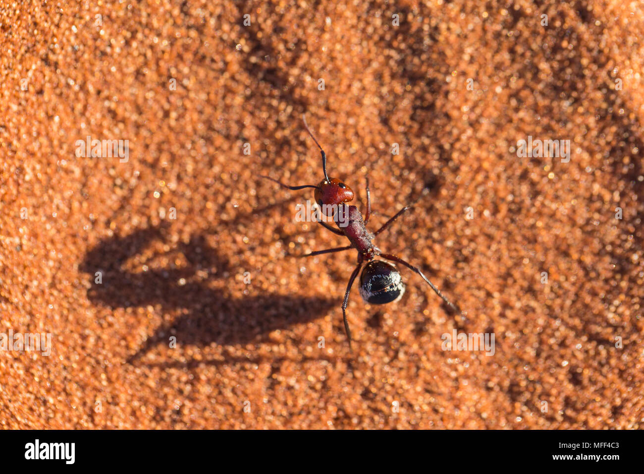 Namib Desert Dune ant (Camponotus detriti) Namibia Foto Stock