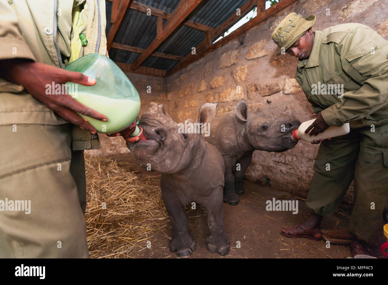 Bianco bambino orfano rinoceronte (Ceratotherium simum) essendo alimentato a Lewa Wildlife Conservancy, Kenya. Foto Stock