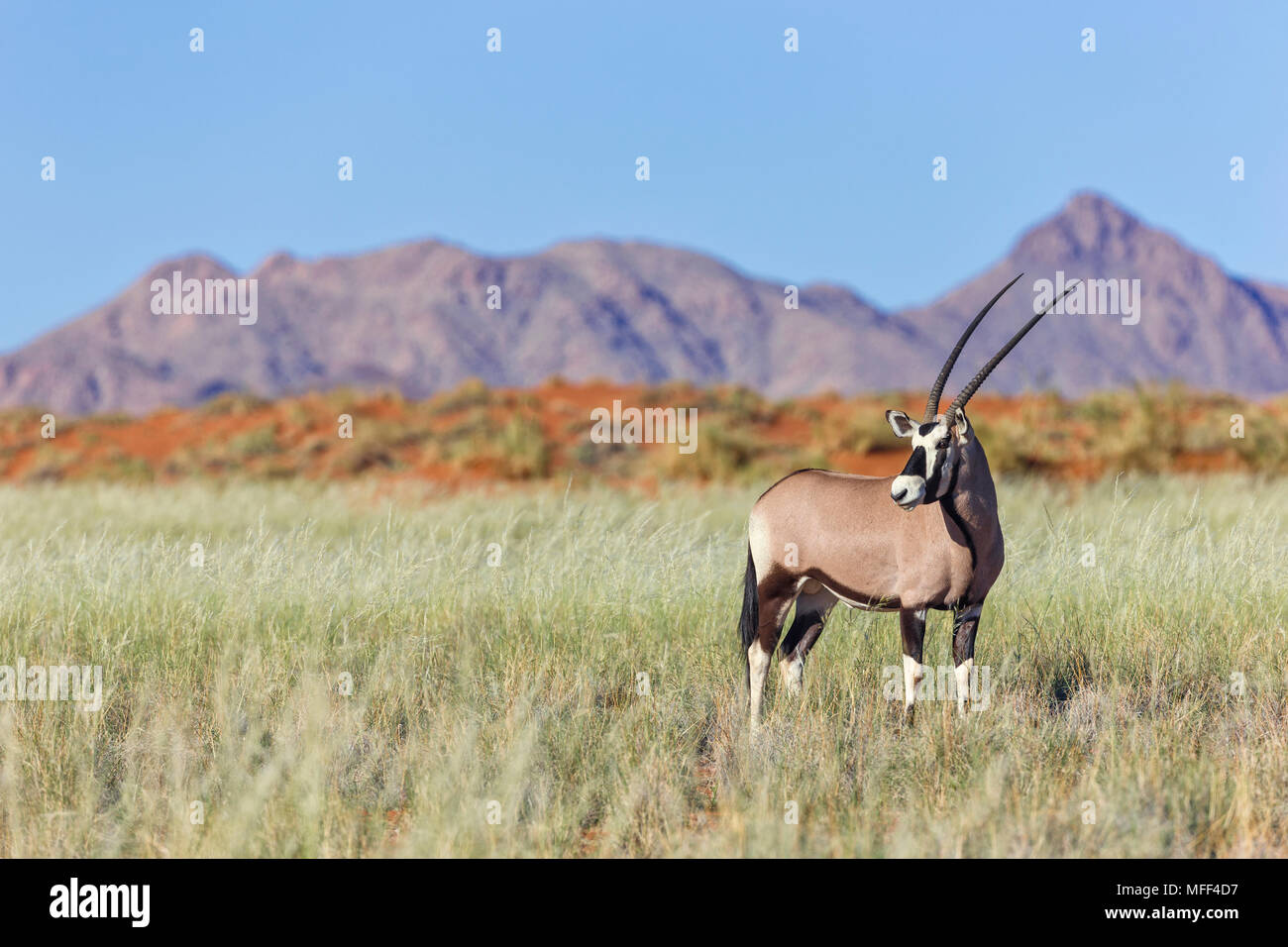 Gemsbok (Oryx gazella) Namibia Foto Stock