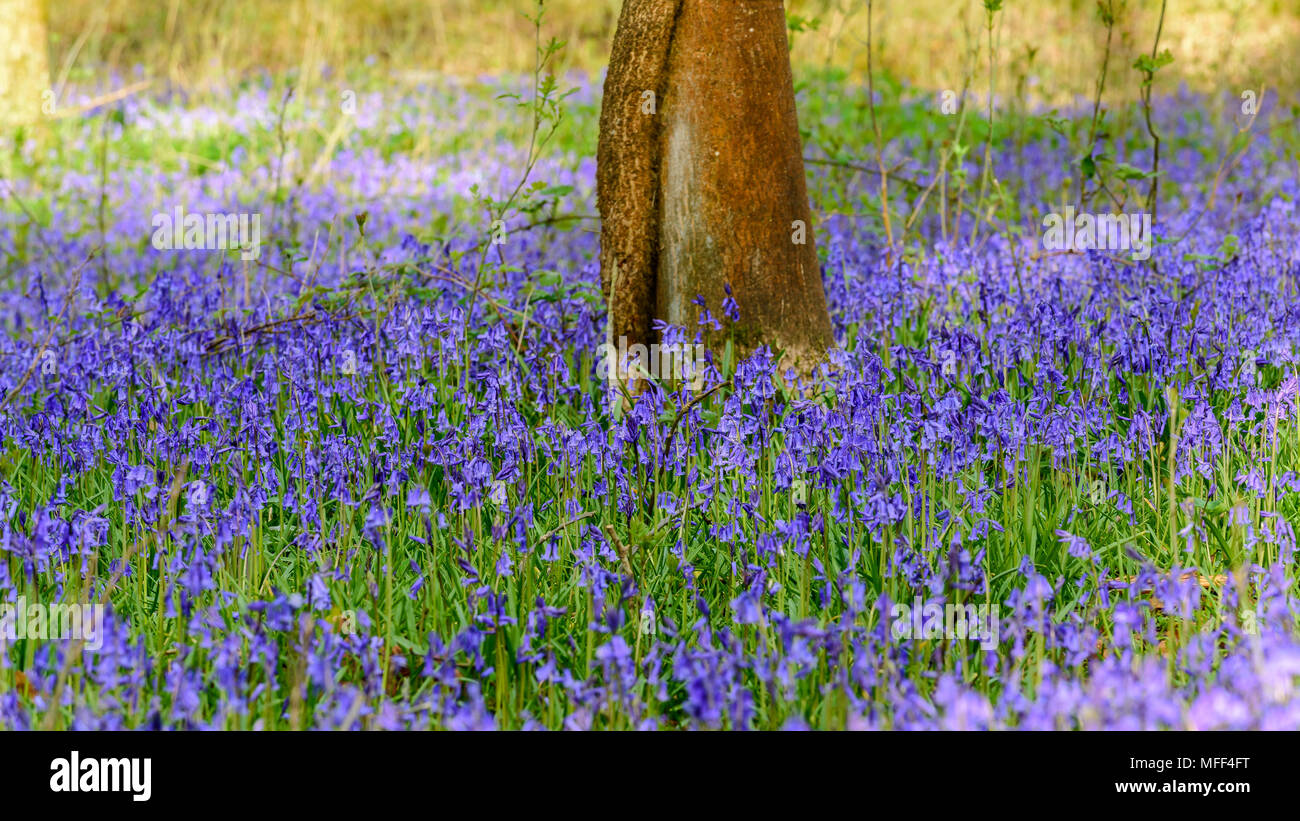 Bluebell fiori in primavera Foto Stock