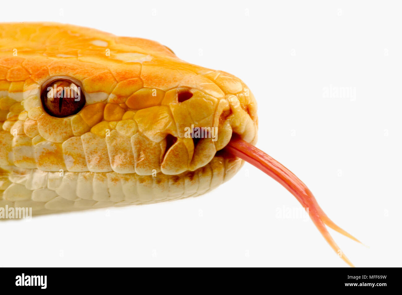 PYTHON birmano che mostra lingua biforcuta Python molurus bivittatus Sud Est asiatico Foto Stock