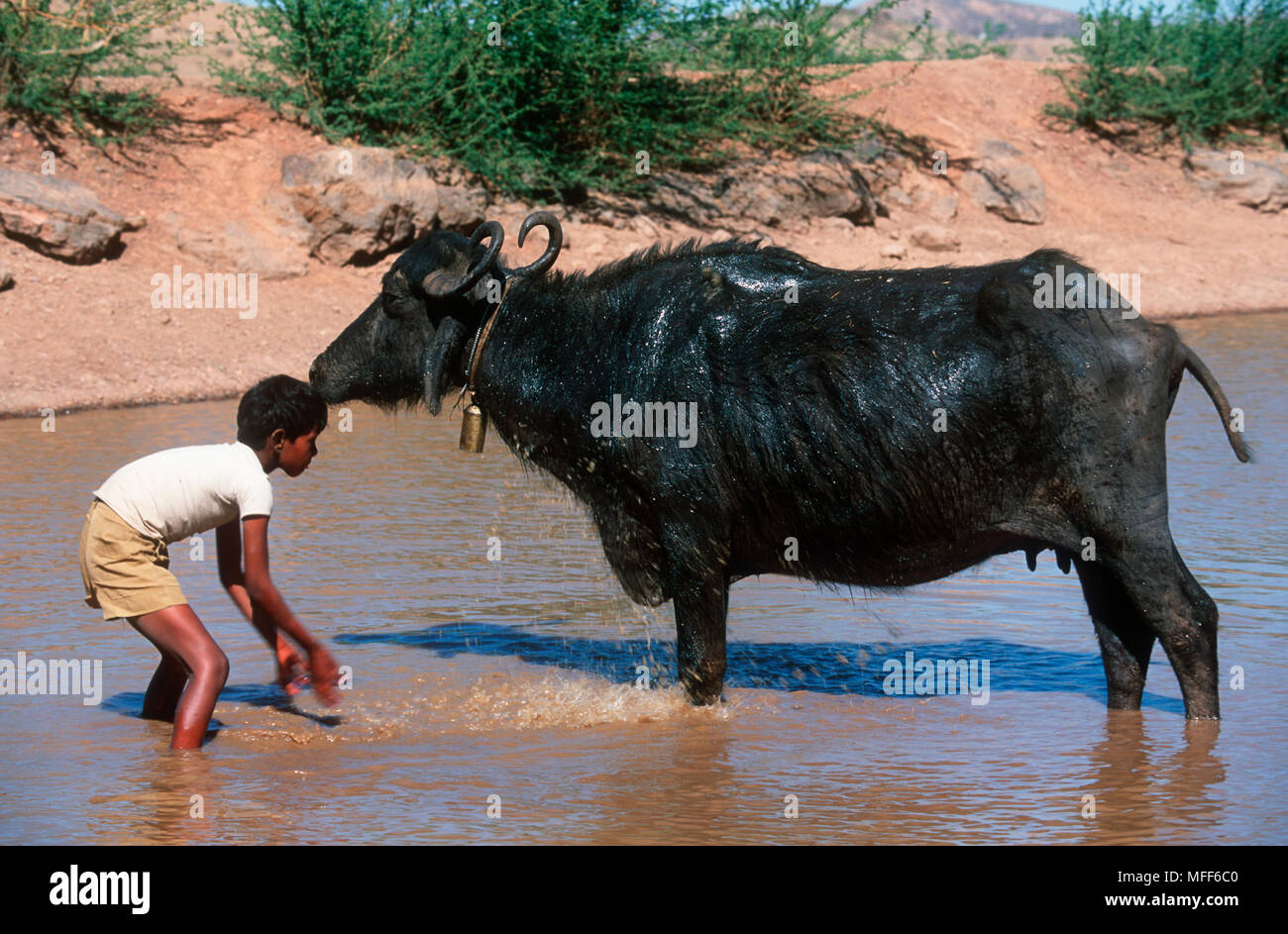 Bufalo d'acqua essendo lavato Bubalus bubalis Parco nazionale di Ranthambore zona tampone. India. Foto Stock