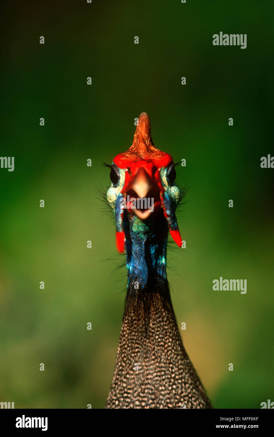 HELMETED FARAONE Numida meleagris l Africa sub-sahariana Foto Stock