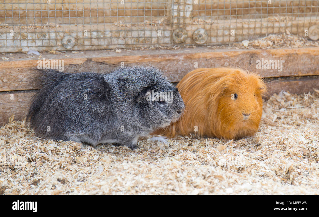 Due cavie, lo zenzero e il grigio in uno zoo di animali domestici Foto Stock