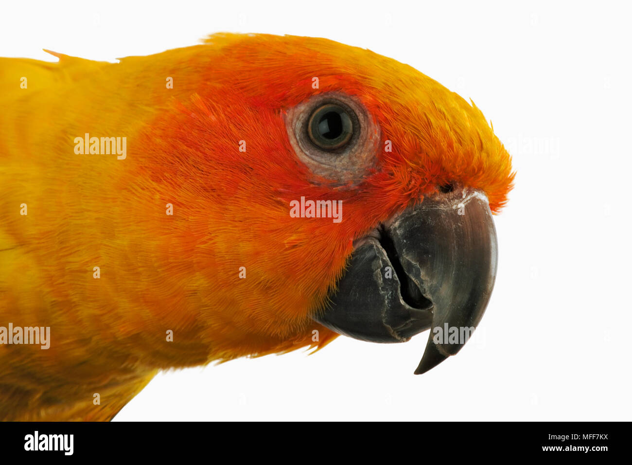 SUN CONURE close up della testa Aratinga sostitialis dal Sud America Foto Stock