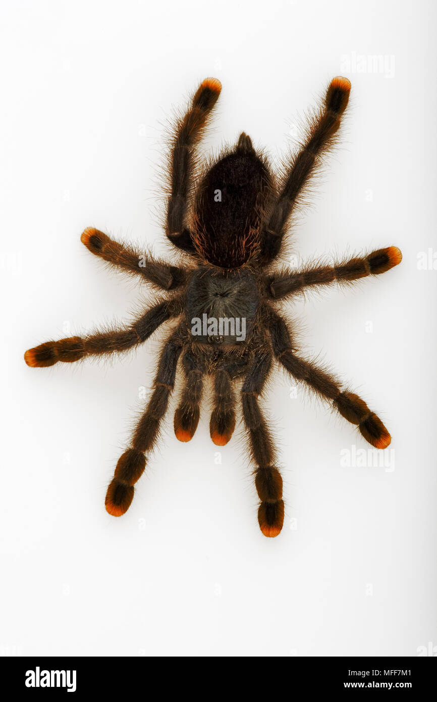 BIRD-eating SPIDER o rosa TOED TARANTULA Avicularia avicularia su sfondo bianco. Le specie arboree da foreste pluviali del Sud America Foto Stock