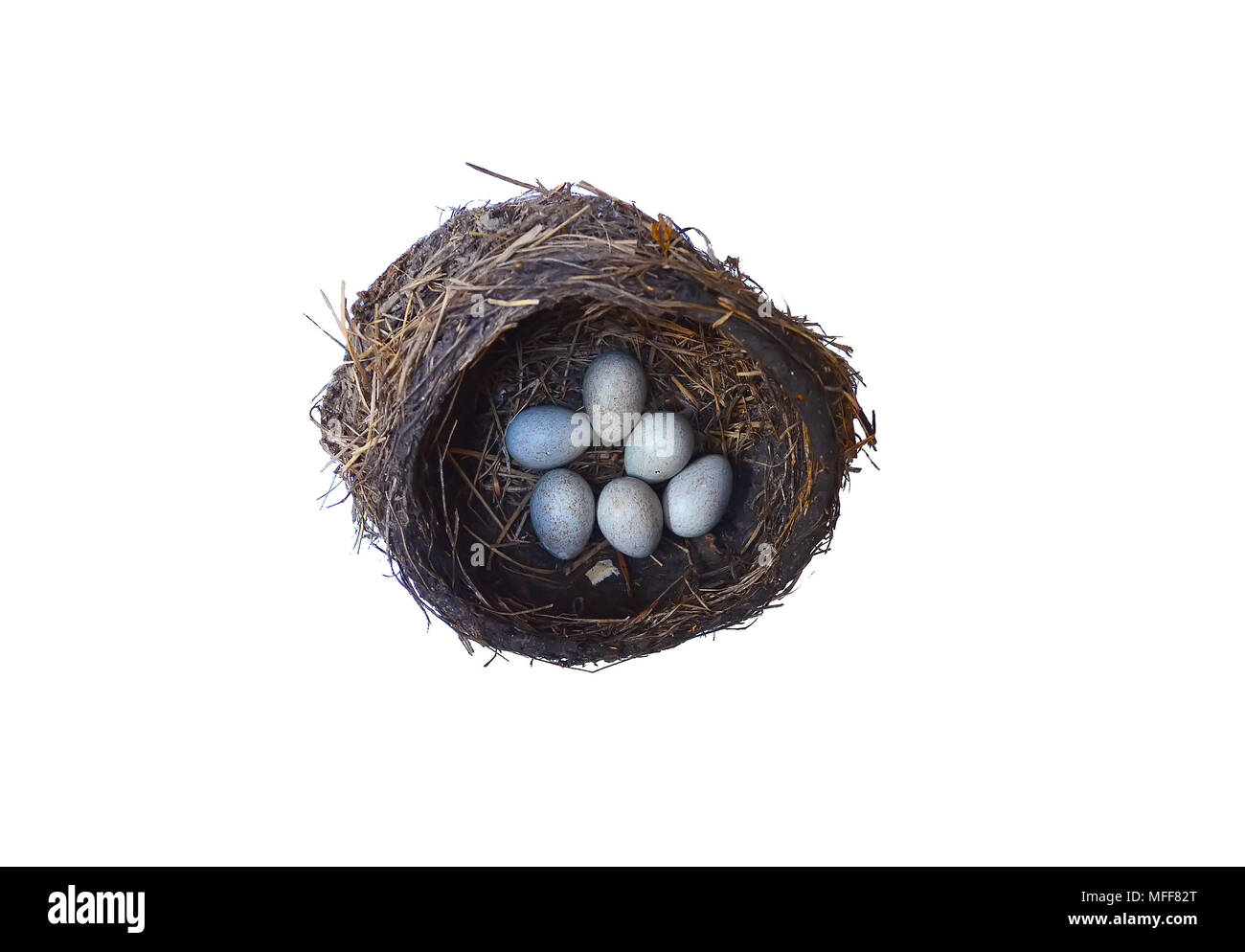 Uova di Allodole Cesene Beccacce di uccelli nel nido. isolare su sfondo bianco Foto Stock