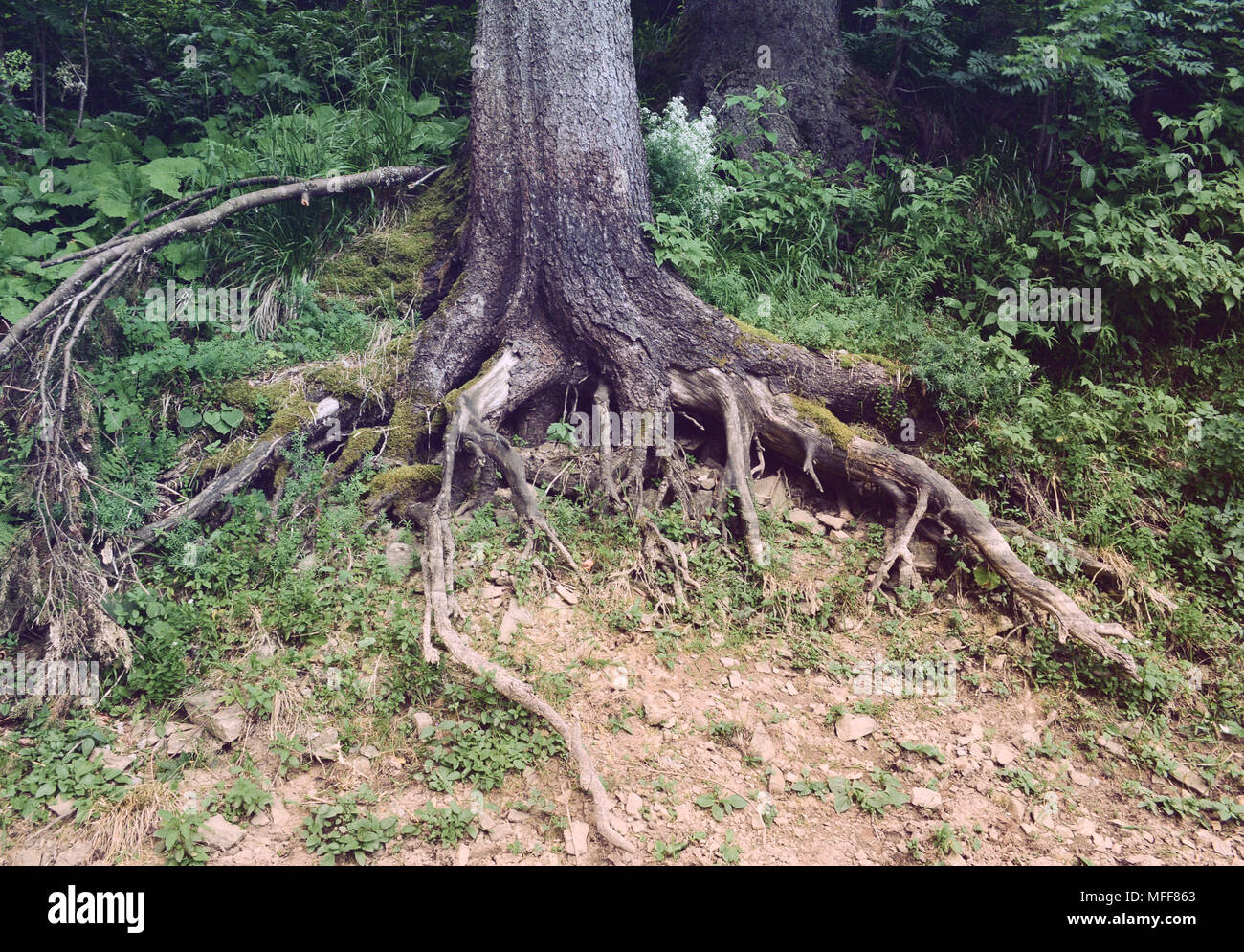 Le radici del vecchio albero di pino nella foresta dei Carpazi Foto Stock