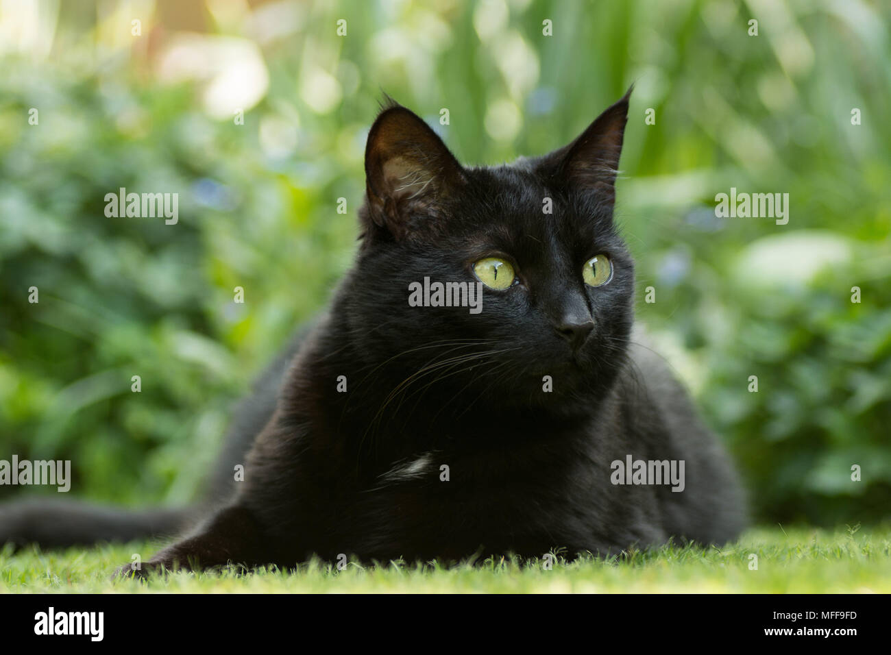 Bianco e nero gatto domestico seduto in giardino Foto Stock