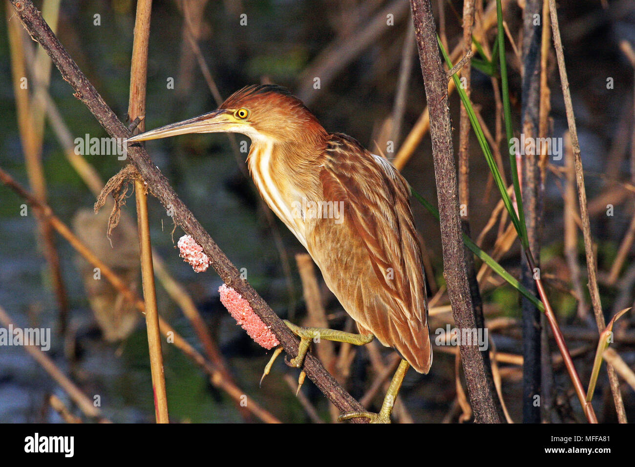 Un giallo tarabuso (Ixobrychus sinensis) in bassa arbusti sulle rive del tappo Borapet acqua fresca lago nel centro della Tailandia. Golden uova di lumaca Apple per il Foto Stock