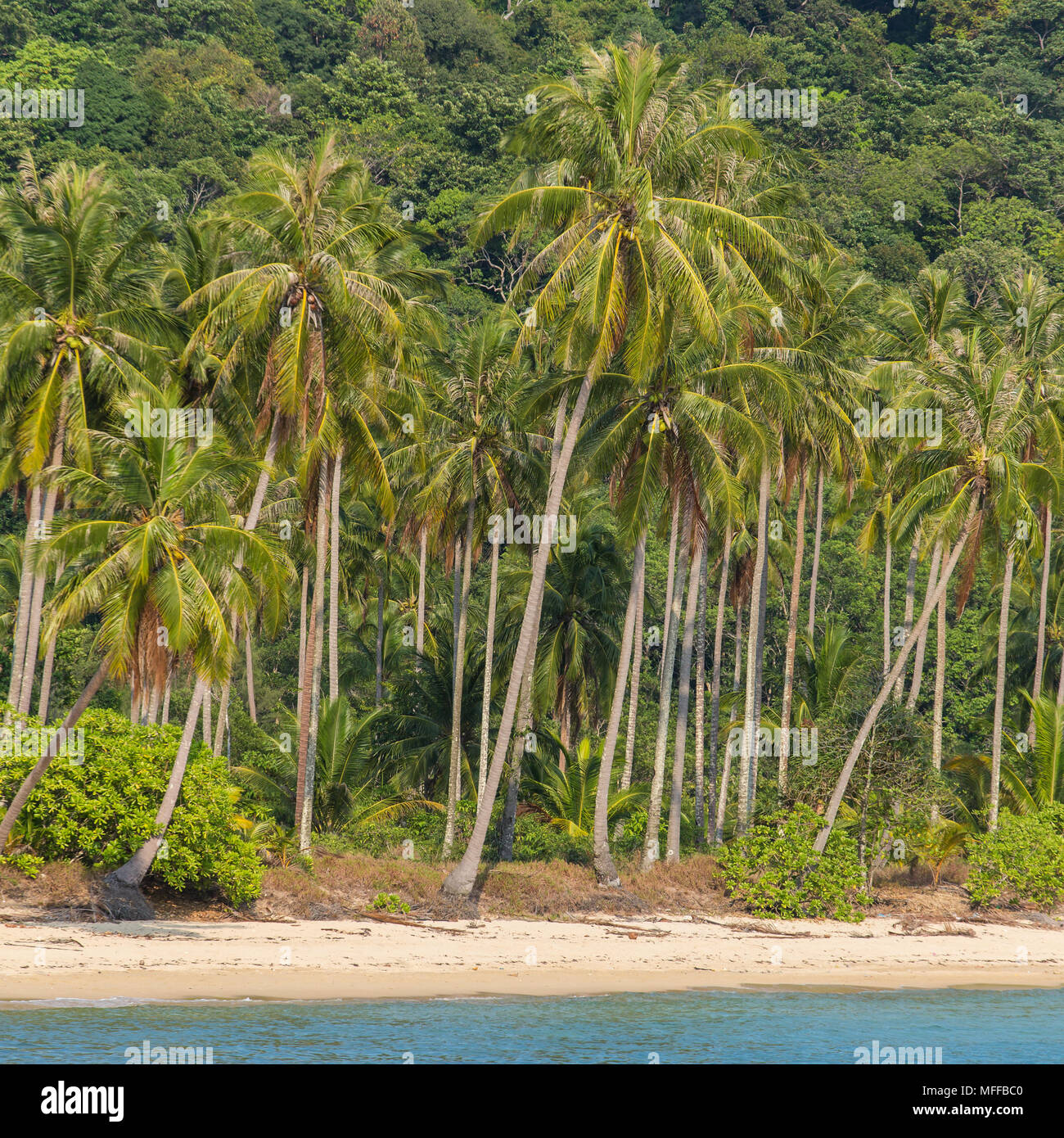 Le palme sulla bellissima spiaggia tropicale di Koh Chang island in Thailandia Foto Stock