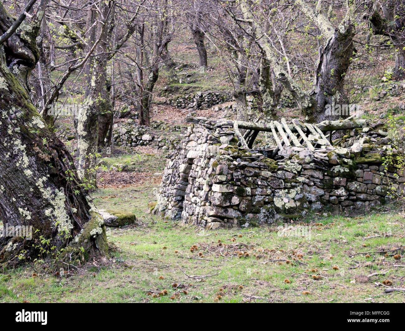 Eco del passato, Lunigiana, Italia.. Antichi castagni e rifugio. Foto Stock