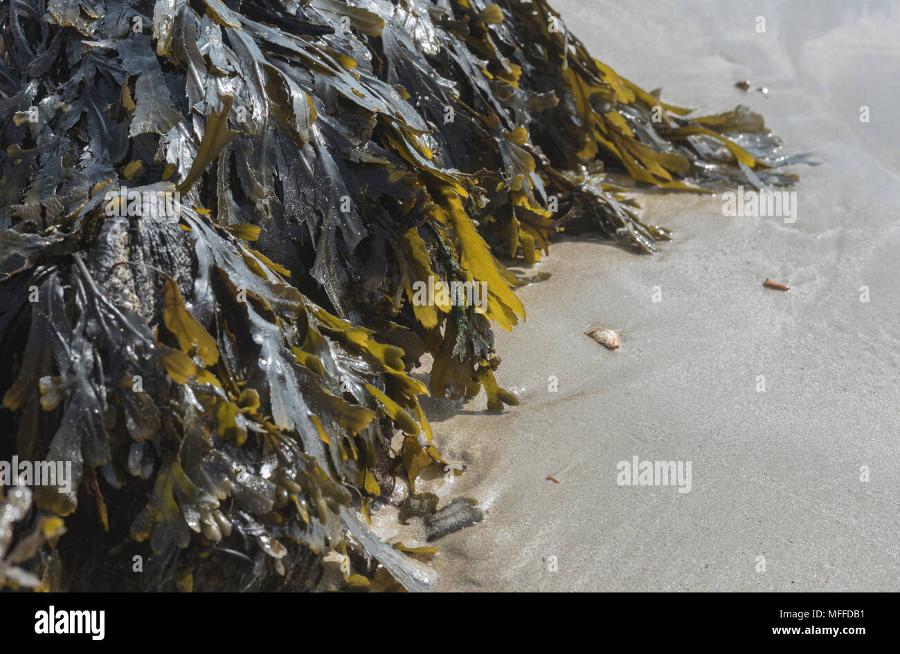 Dentellato Wrack (Fucus serratus), un alghe brune/ alghe Foto Stock