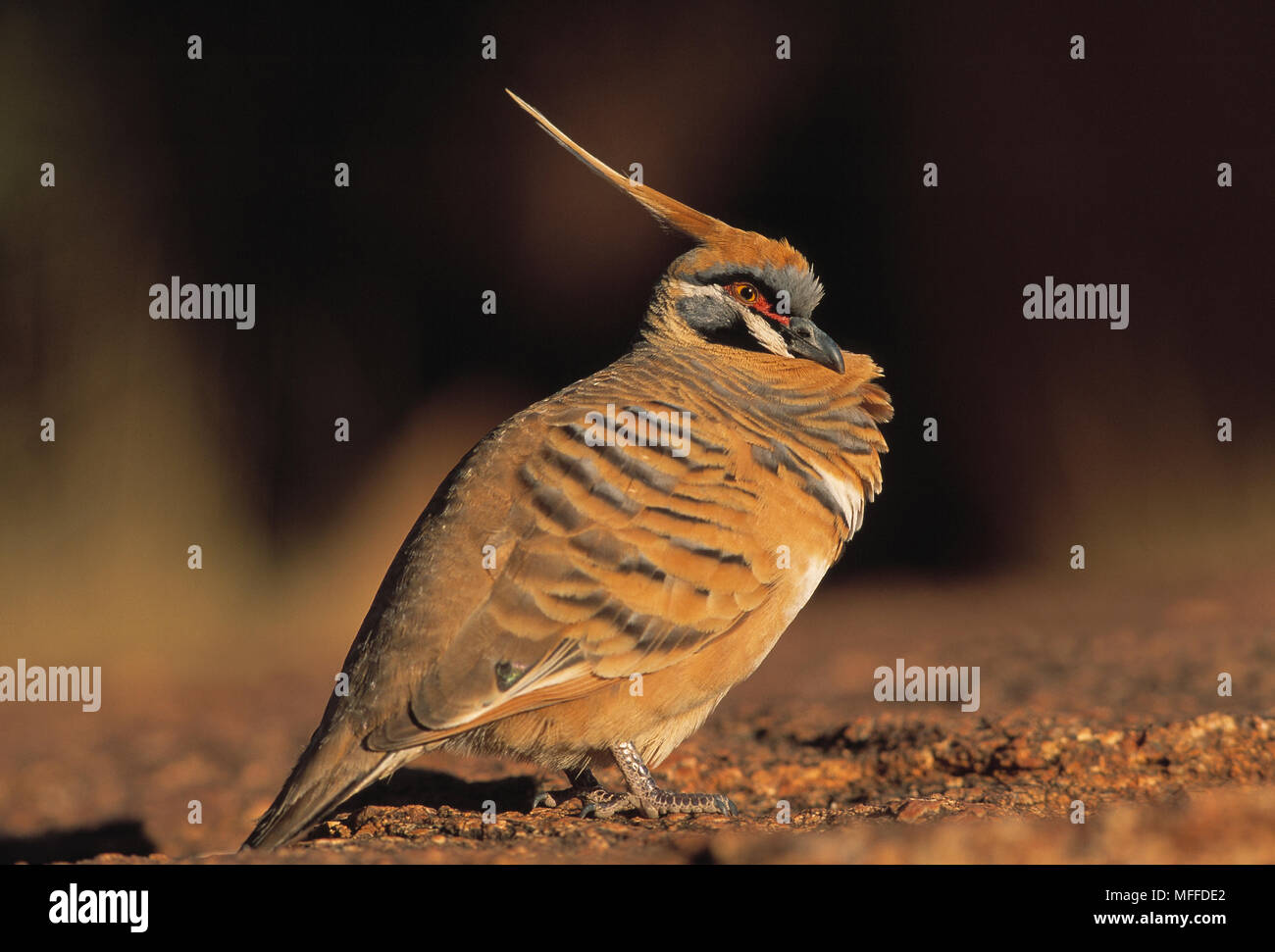 SPINIFEX PIGEON Petrophassa plumifera comune specie australiana Foto Stock