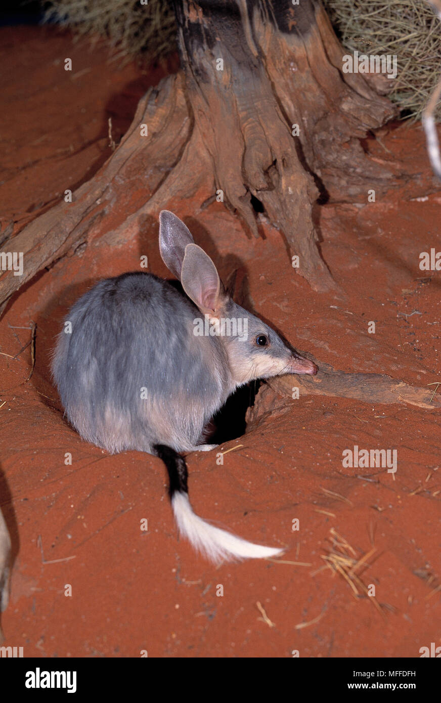 BILBY o coniglio-EARED BANDICOOT Macrotis lagotis da burrow Australia Foto Stock