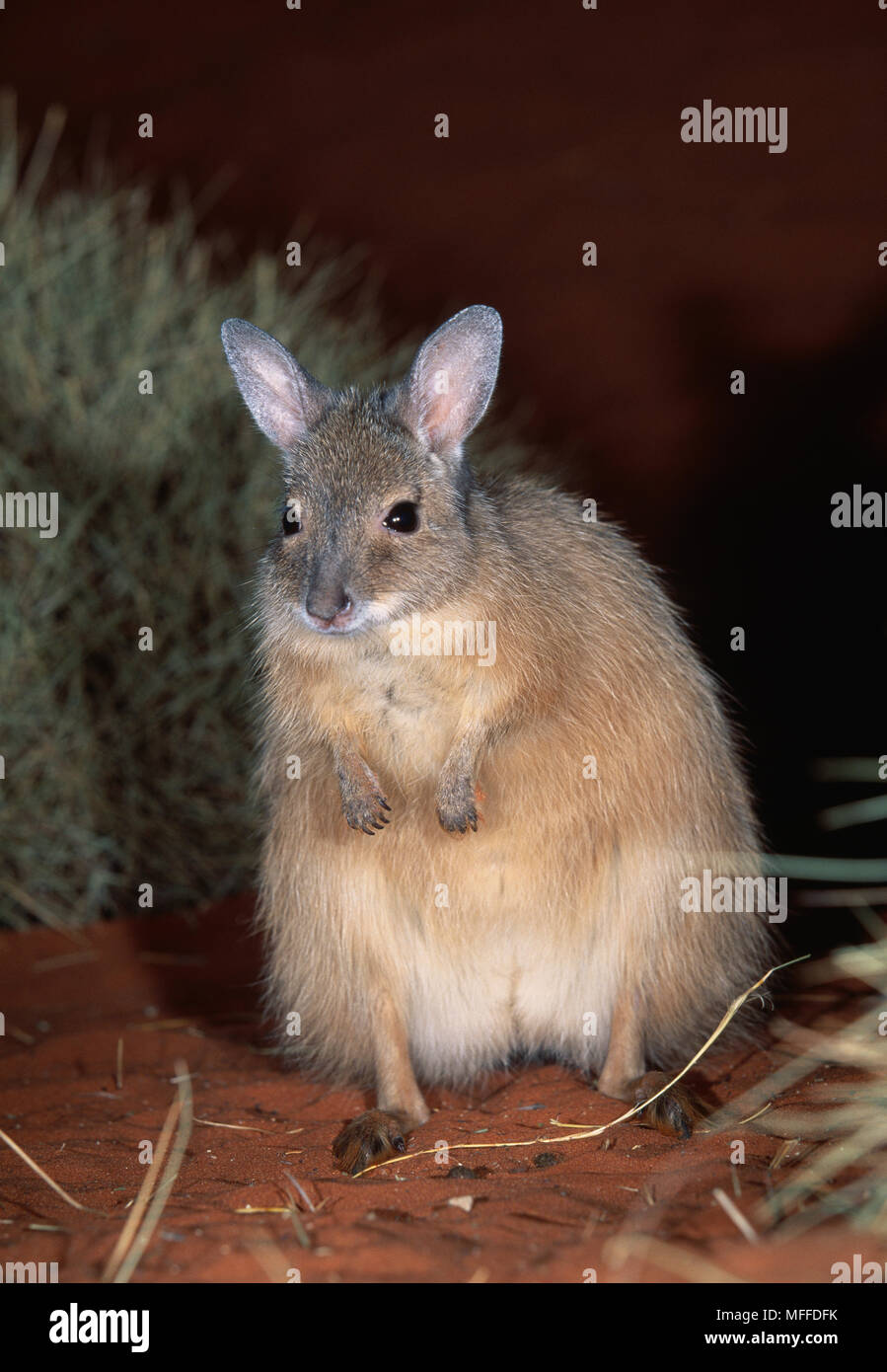 RUFOUS hair-WALLABY Lagorchestes hirsutus rare e in pericolo di estinzione in Australia Foto Stock
