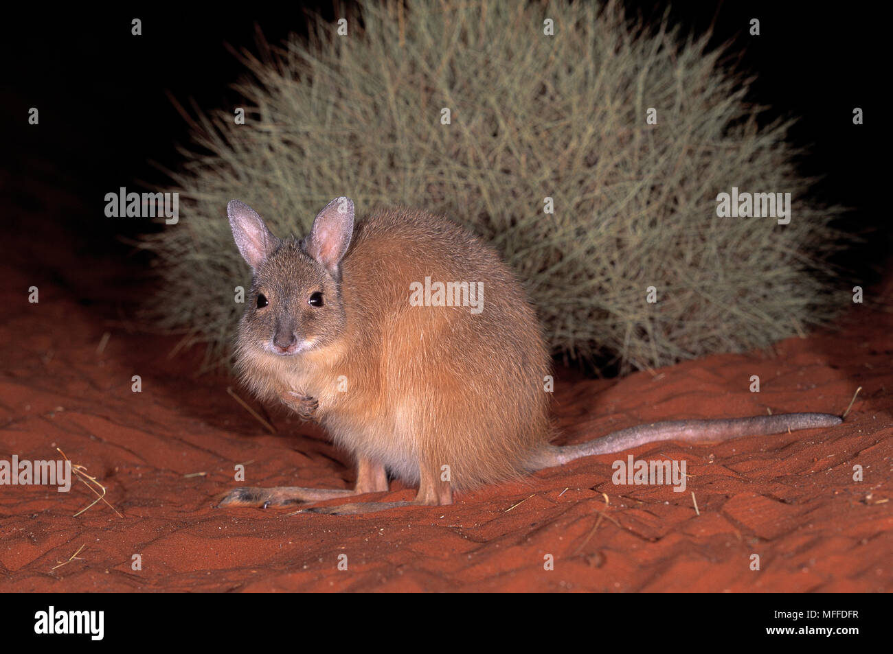RUFOUS hair-WALLABY Lagorchestes hirsutus minacciate di estinzione. Australia. Foto Stock