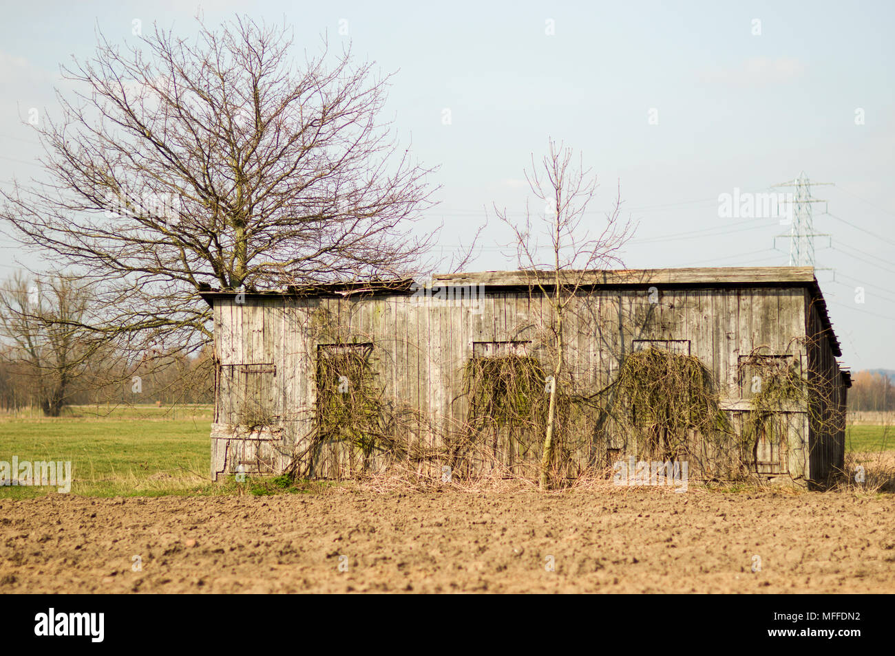 Piccolo fienile in rovina in un campo con struttura ad albero Foto Stock