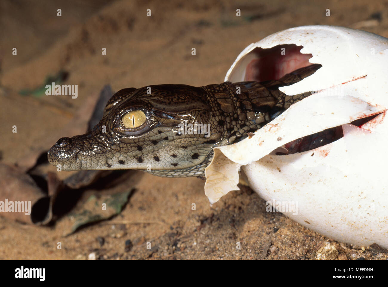 CROCODILE emergenti da uovo Crocodylus niloticus periodo di gestazione 90-100 giorni Foto Stock