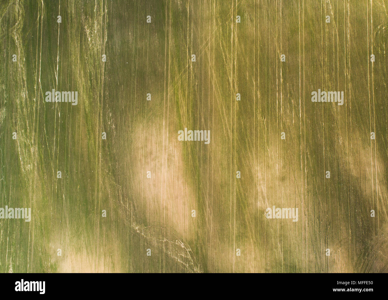 Antenna fuco vista in campo agricolo con erba verde e i cingoli del trattore. Esperienza nel settore agricolo. Foto Stock