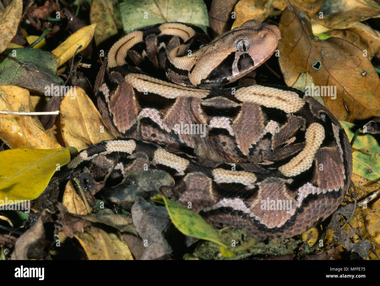 GABOON VIPER Bitis gabonica Africa. Foto Stock