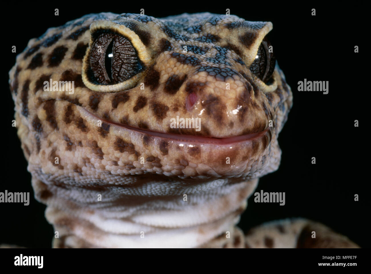 LEOPARD GECKO Eublepharis macularius Foto Stock