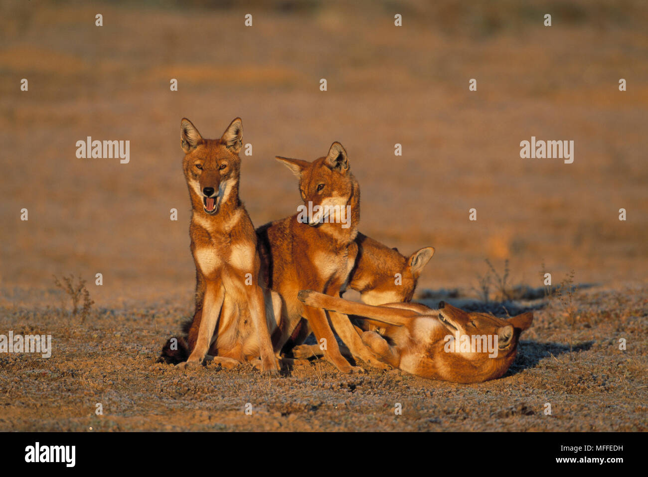 Lupo etiope o SIMIAN JACKAL Canis simensis gruppo, Bale Mountains NP, Etiopia in pericolo critico Foto Stock
