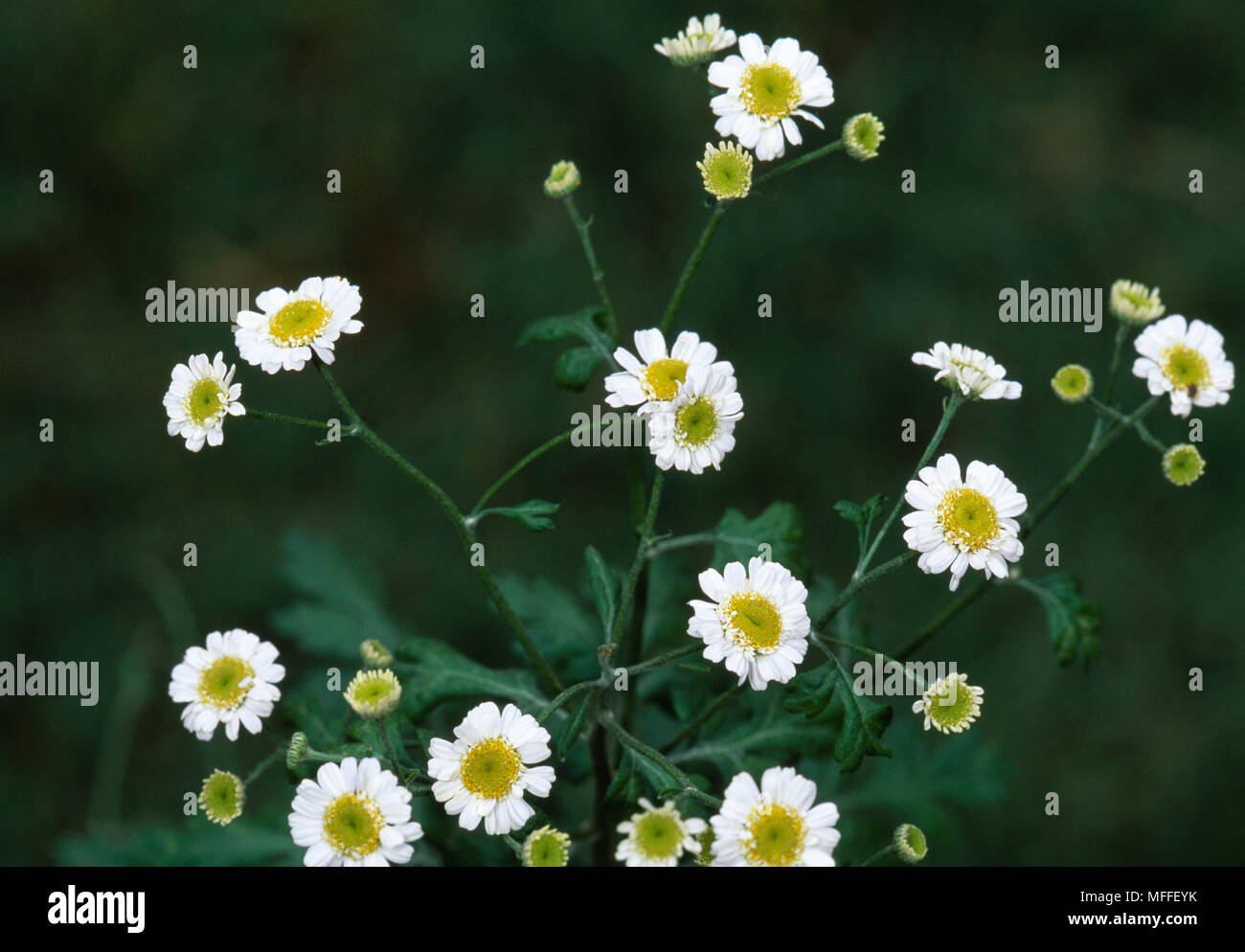 Matricale in fiore Tanacetum parthenium pianta medicinale, contiene anti-mediatori infiammatori Foto Stock