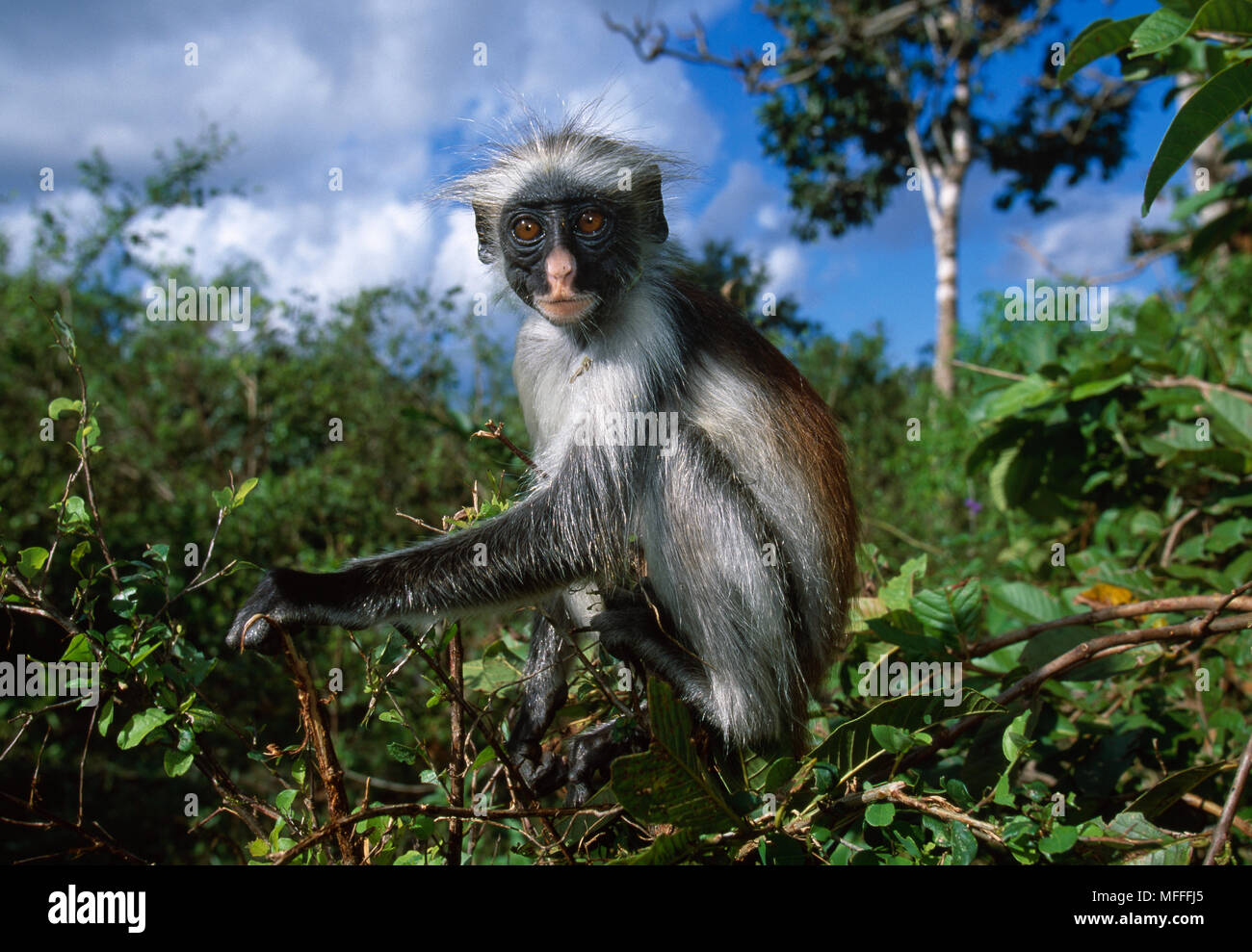 ZANZIBAR Red Colobus Monkey Procolobus badius kirkii capretti diventano semi-indipendente dalla loro madre in giovane età >> Foto Stock